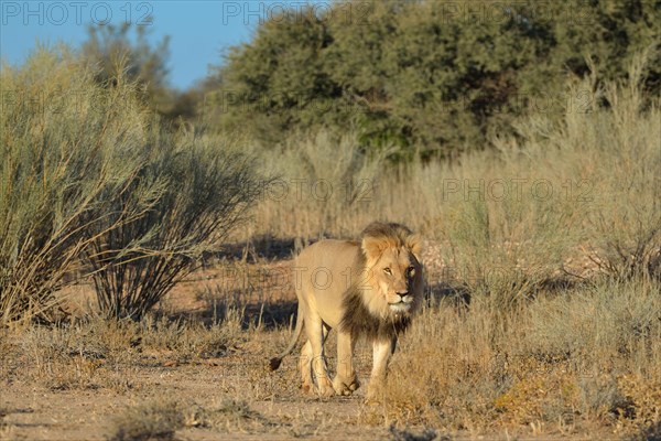 Lion (Panthera leo)