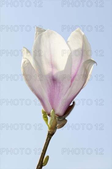 Chinese magnolia flower (Magnolia x soulangiana)