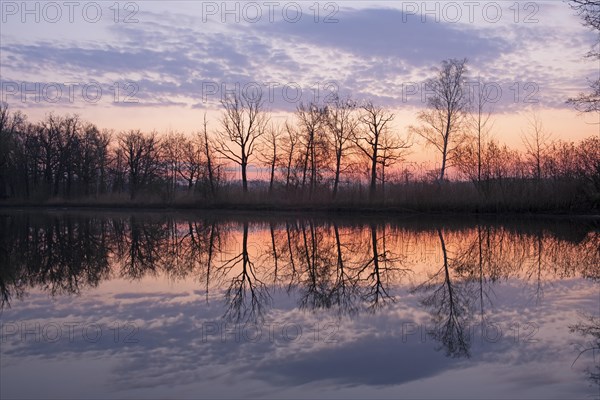 Trees reflected in the water