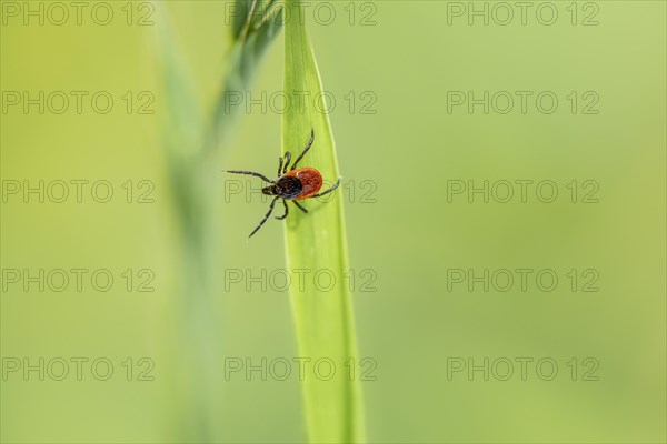 Female tick