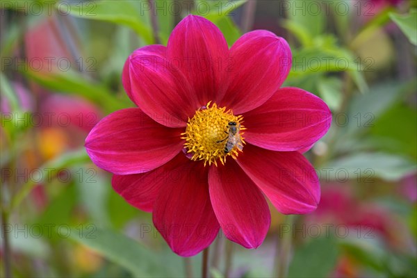 Dahlia variety Firewheel (Dahlia)