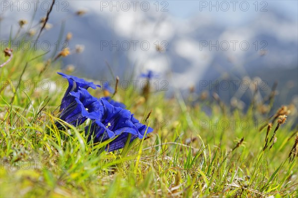 Clusius' gentian (Gentiana clusii)