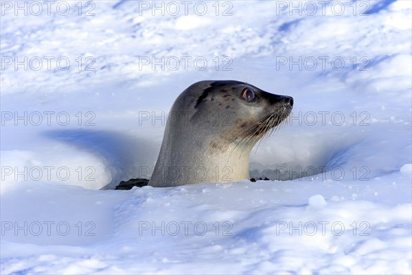 Harp Seal or Saddleback Seal (Pagophilus groenlandicus