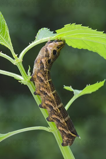 Elephant Hawk-moth (Pergesa elpenor