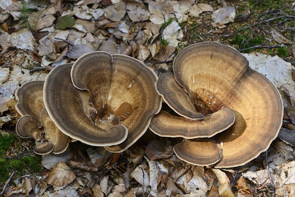 Giant Polypore (Meripilus giganteus)