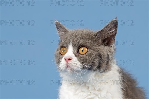 Selkirk Rex kitten