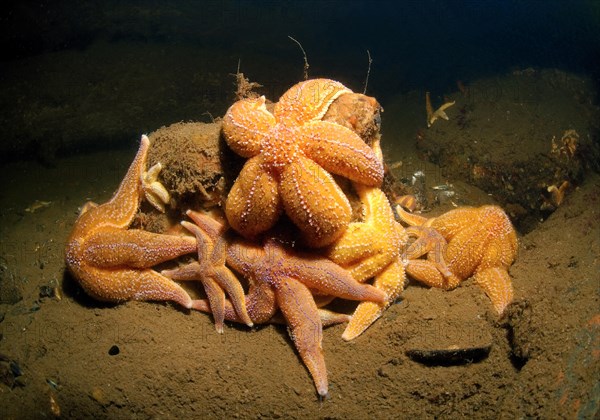Common Starfish or Common Sea Star (Asterias rubens)