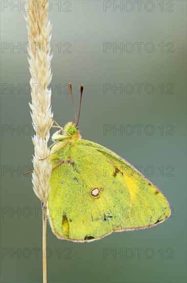 Pale Clouded Yellow (Colias hyale) on a grass seed head