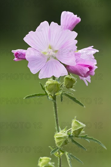 Musk Mallow (Malva moschata)