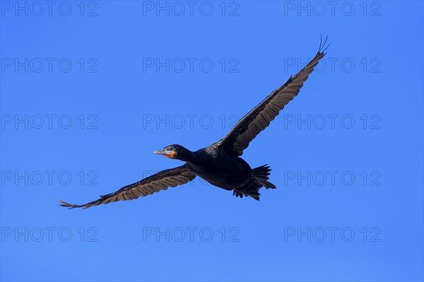 Cape Cormorant (Phalacrocorax capensis)