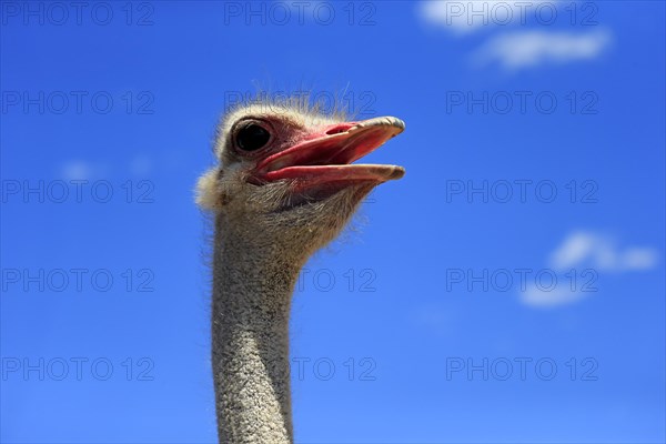 Southern Ostrich (Struthio camelus australis)