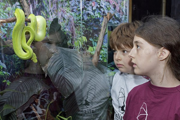 Children watching a Green Tree Python (Morelia viridis)