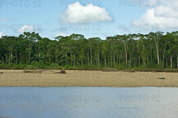 Gallery forest on the banks of the Tambopata River Tambopata Nature Reserve