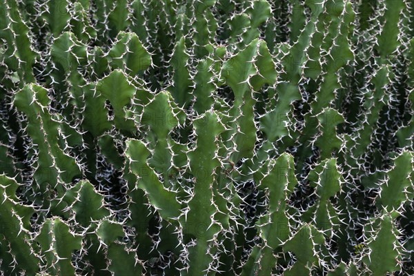 Spurge (Euphorbia hermentiana)