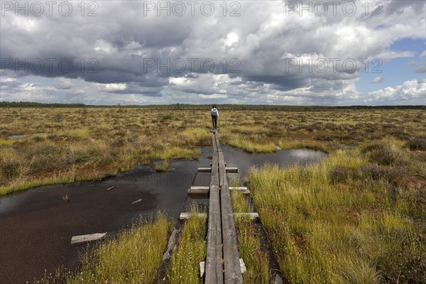 Boardwalk through moorland