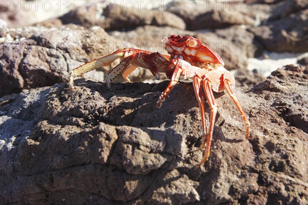 Red Rock Crab (Grapsus grapsus)