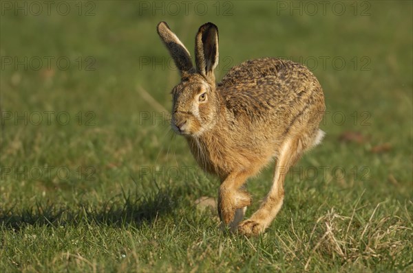 Hare (Lepus europaeus) running in a meadow
