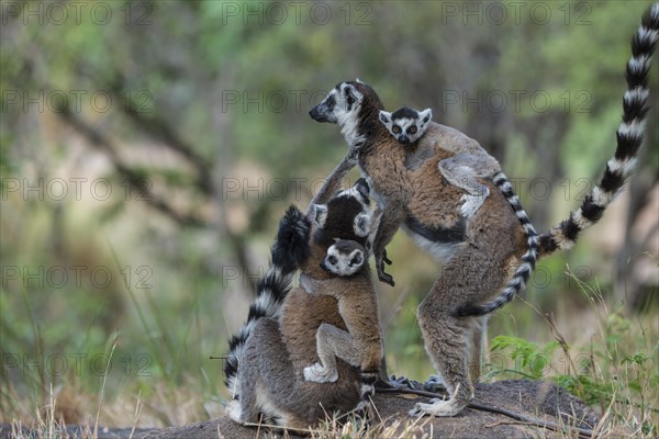 Ring-tailed Lemurs (Lemur catta)