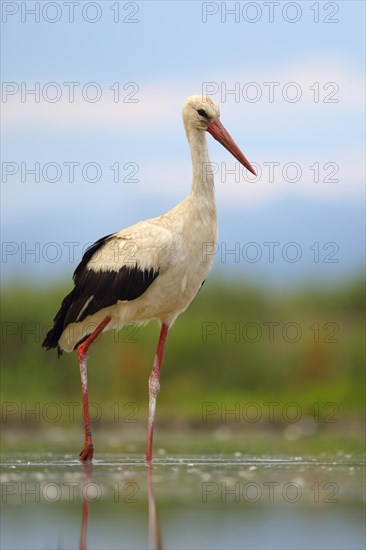 White Stork (Ciconia ciconia) foraging