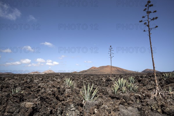 Agaves (Agave) in the lava field near Mancha Blanca