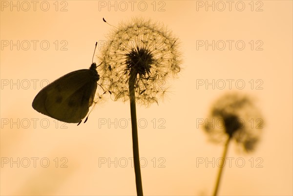 White Cabbage Butterfly (Pieris rapae crucivora) on a Dandelion flower (Taraxacum) in backlight