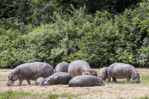 Hippopotamuses (Hippopotamus amphibius)