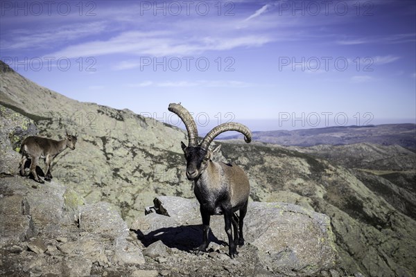 Spanish Ibexes (Capra pyrenaica)