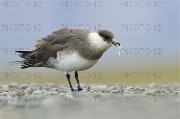 Parasitic jaeger or Arctic Skua (Stercorarius parasiticus)