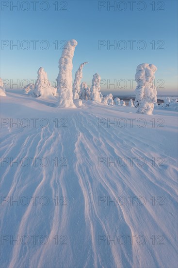 Snow-covered trees