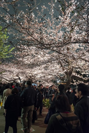 Tourists and Japanese under blossoming cherry foams at night