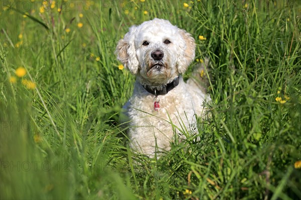 Labradoodle