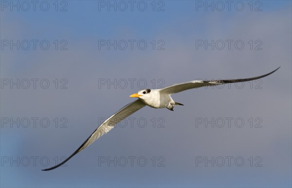 Royal Tern (Sterna maxima)