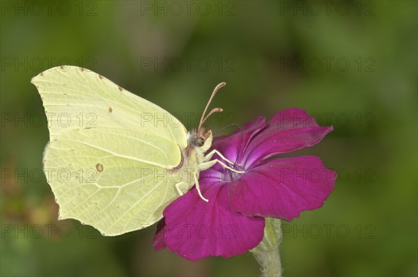 Brimstone (Gonepteryx rhamni)