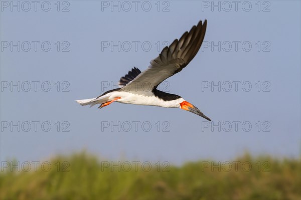 Black Skimmer (Rynchops niger) flying