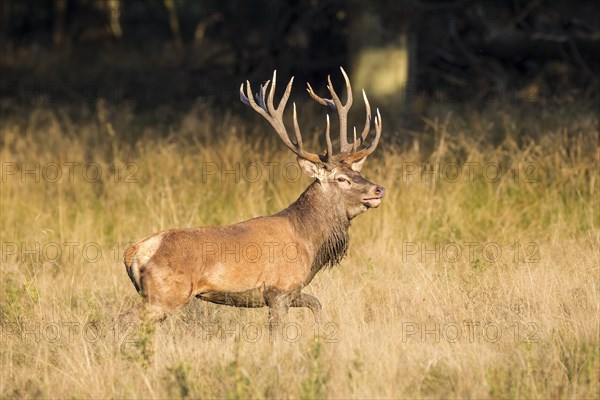 Red Deer (Cervus elaphus)