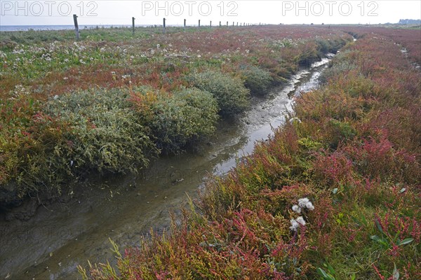 Salt meadow with glasswort (Salicornia europaea) and sea aster (Tripolium pannonicum)