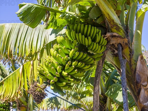 Banana plantation