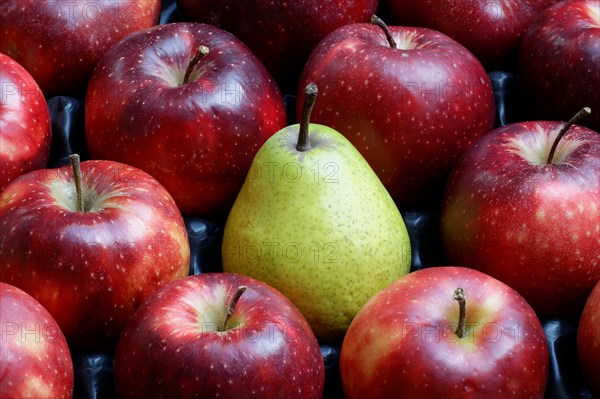 Pear amidst red Jonagored apples