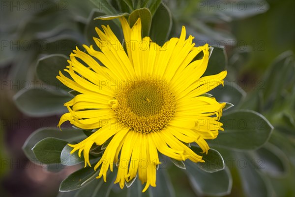 Canary Island Daisy (Asteriscus sericeus)