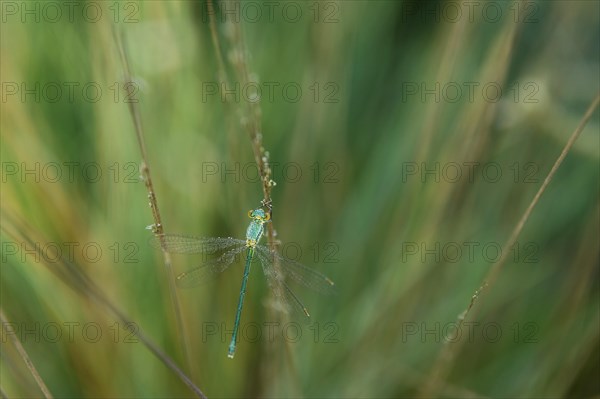 Emerald Damselfly (Lestes sponsa) on a blade of grass