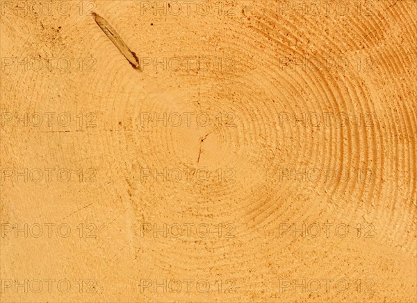 Cross section of a felled spruce (Abies picata) with annual rings and piece of a branch