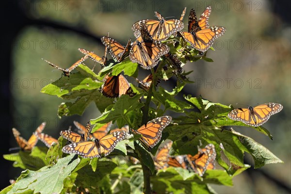 Monarch butterfly (Danaus plexippus)