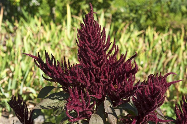 Blood amaranth (Amaranthus cruentus)