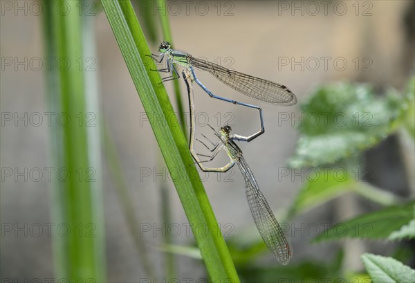 Mating wheel of Pseudagrion spernatum dragonflies