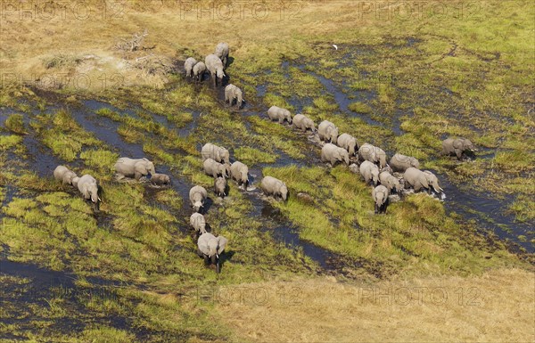 African Elephants (Loxodonta africana)