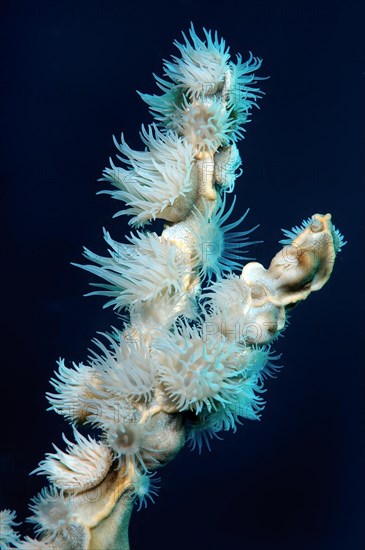 Gorgonian Wrapper (Nemanthus annamensis)