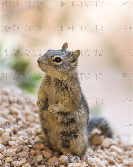 Harris' Antelope Squirrel (Ammospermophilus harrisii)