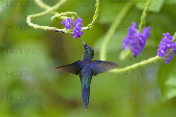 Violet-crowned Woodnymph (Thalurania colombica)