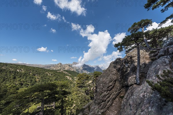 View across a pine forest