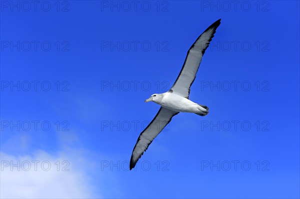 Shy albatross (Thalassarche cauta)